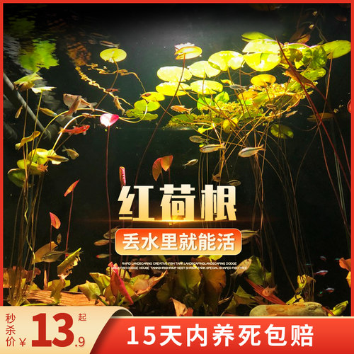 红荷根睡莲科懒人水草缸南美造景
