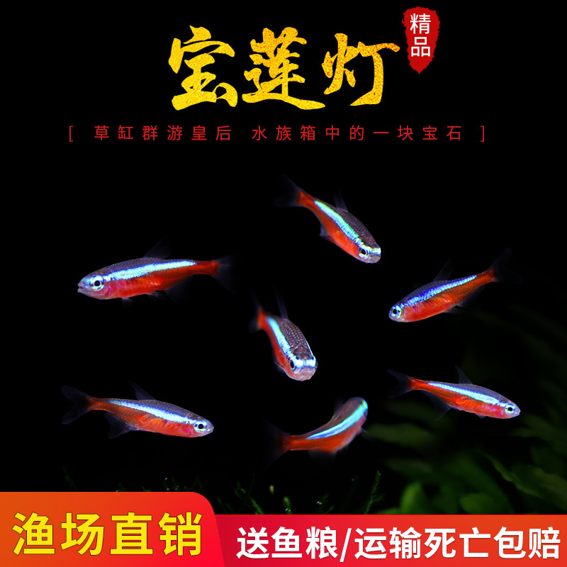 新品宝莲灯灯笼鱼红绿p灯小型灯科鱼水草缸群游淡水鱼热带鱼观赏