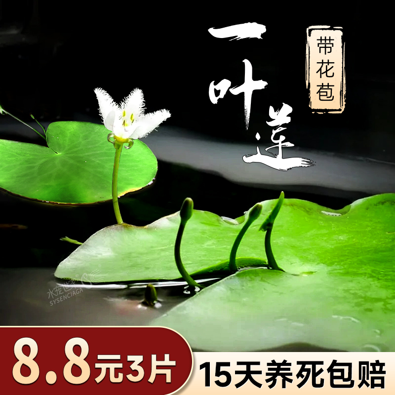 水培植物室内阳台一叶莲