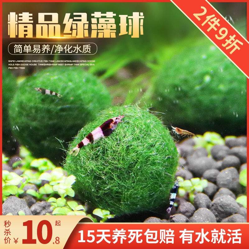 水族箱海藻球生态球绿藻球生态瓶