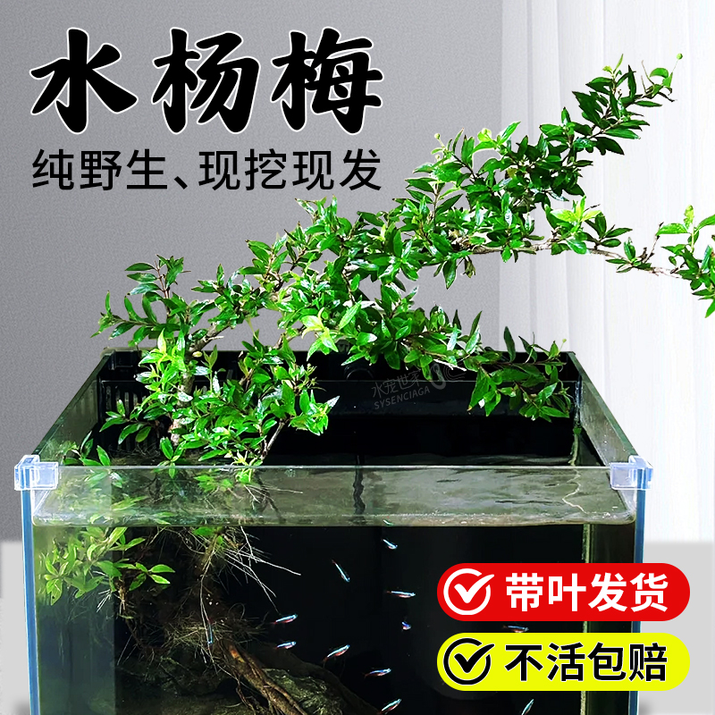 水杨梅鱼缸造景水景缸水陆缸造景野采树桩水培土水族装饰生桩