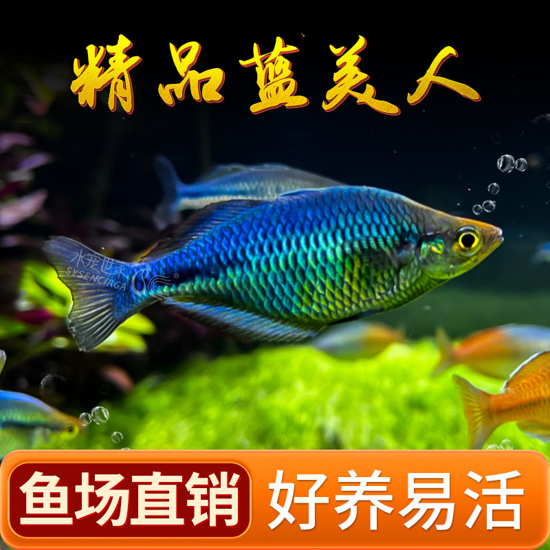 蓝美人鱼中高端热带观赏鱼图片