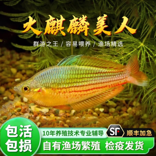 火麒麟美人鱼热带观赏鱼