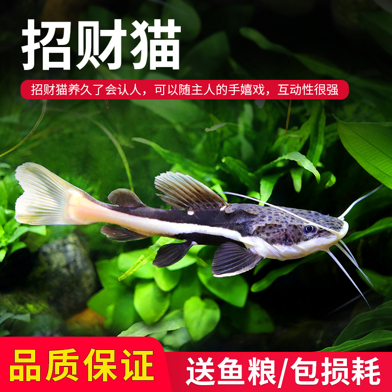 招财猫鱼红尾鲶鱼金丝猫鱼体狗仔鲸鱼大型热带观赏鱼底层鱼包损