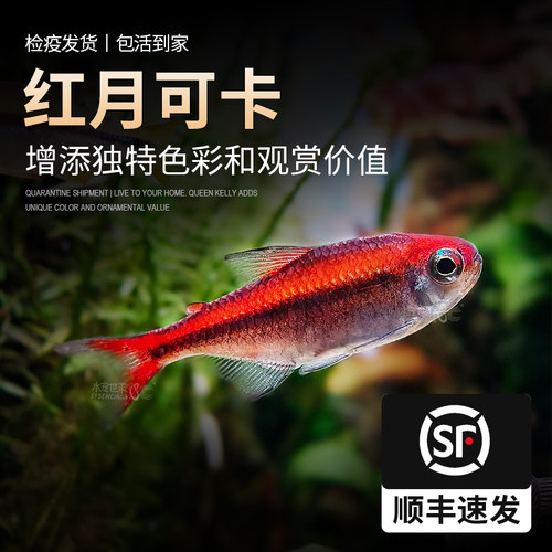 红月可卡南美进口灯科鱼稀有种