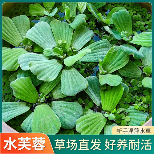 浮萍水草水芙蓉入缸成景