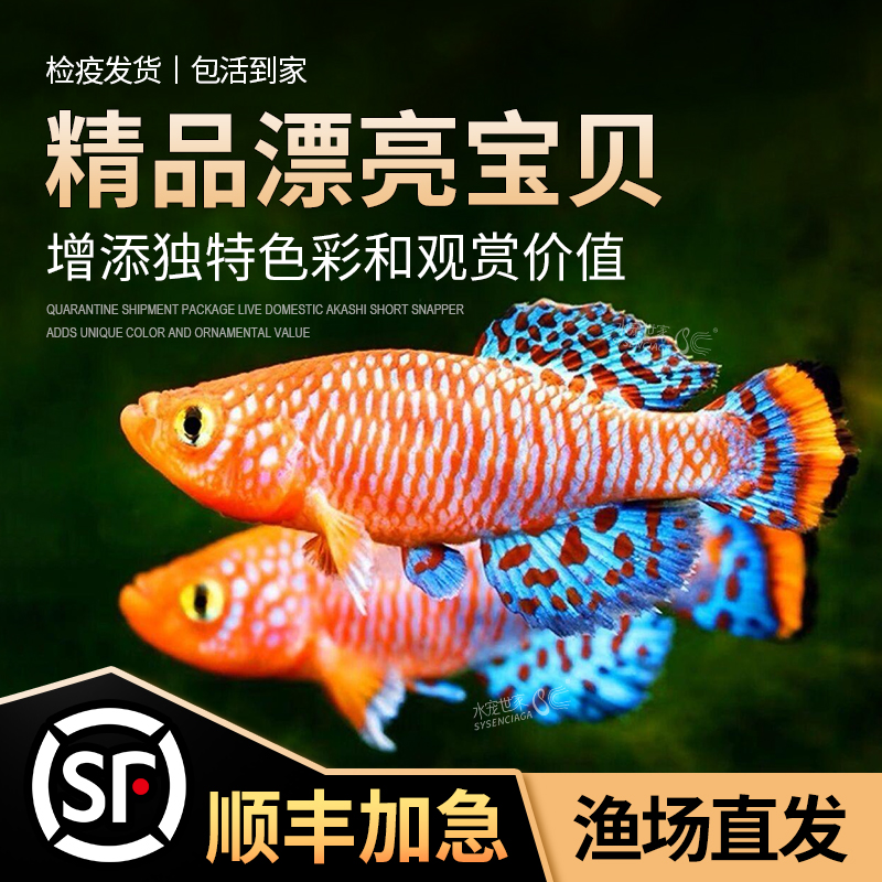 漂亮宝贝鳉漂亮的宝贝鱼贡氏圆尾鳉科鱼热带观赏鱼淡水小型鱼活体