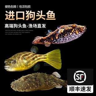 斑马狗头毛毛狗头麒麟狗头热带鱼进口观赏鱼淡水河豚凶猛宠物活体