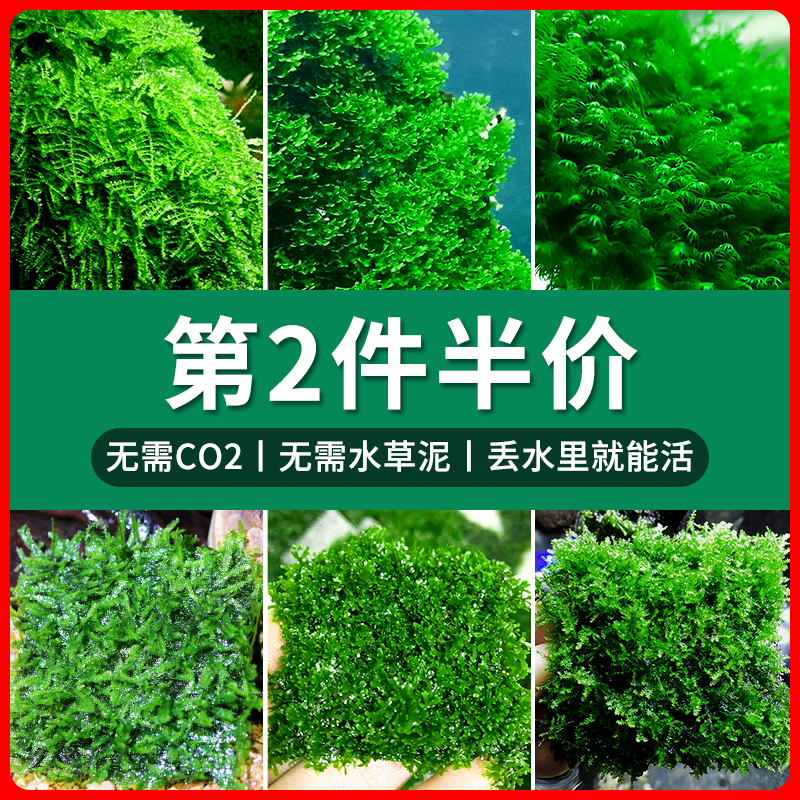 三角莫斯水草活体淡水松茸火焰垂泪莫斯前景草沉木水草造景装饰