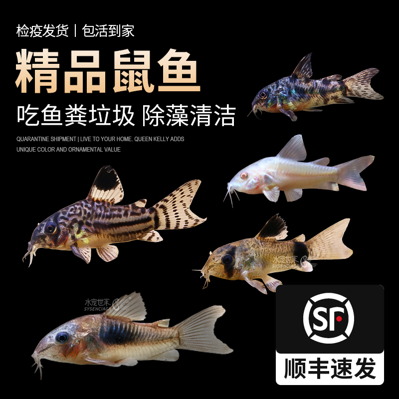 老鼠鱼除藻清洁鱼金苔鼠清道夫