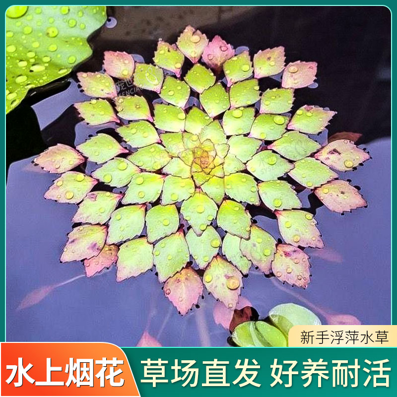 水上烟火葵花水草黄花菱危地马拉水丁香烟花浮萍植物菱叶丁香蓼