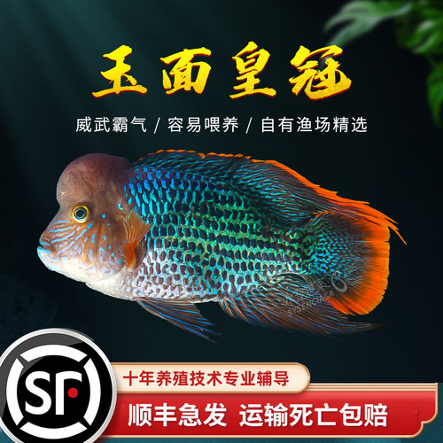 玉面皇冠鱼起头红尾热带观赏鱼
