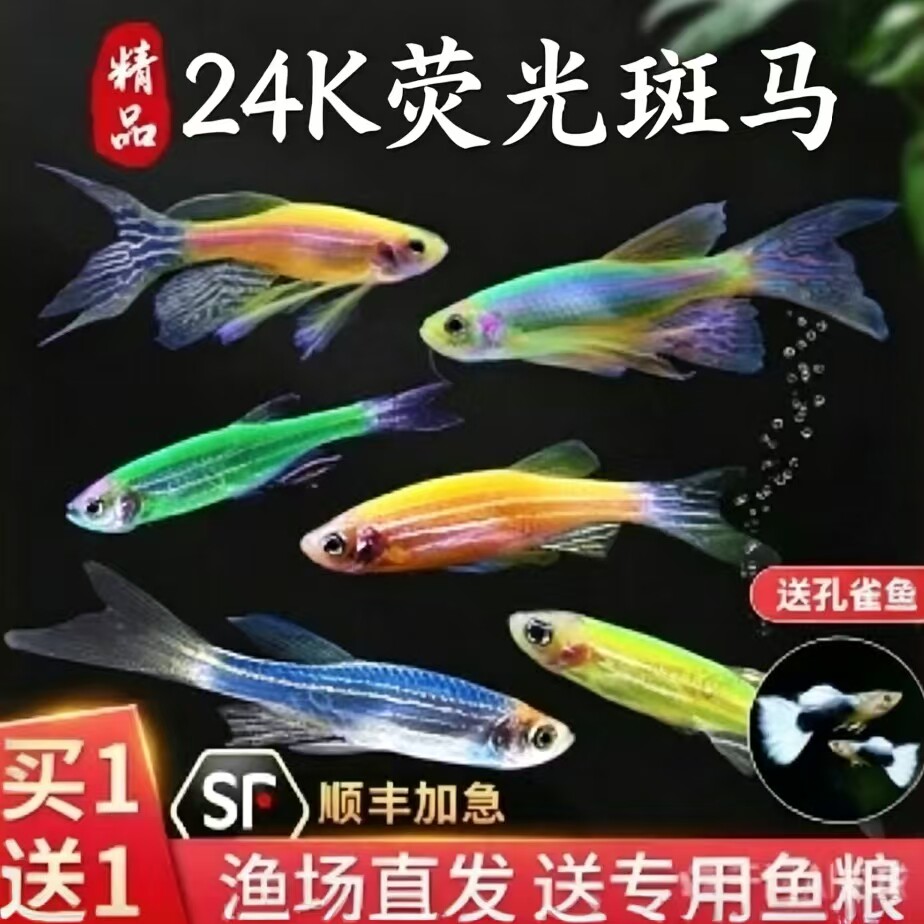 斑马鱼灯科鱼红绿灯孔雀鱼冷水小型热带金鱼苗宠物凤尾小鱼活体