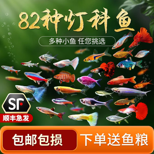 宝莲灯红绿灯科鱼热带混养套餐