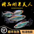 刚果美人电光美人彩虹绿刚果鱼一线隆尼吉热带观赏鱼群游活体鱼