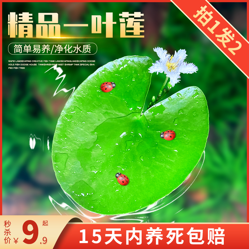 一叶莲浮萍鱼缸水草水培植物碗莲水生植物花卉室内阳台四季开花