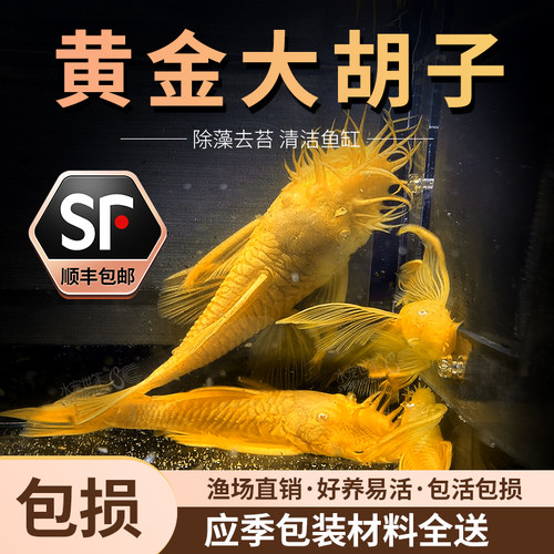 黄金蓝眼胡子24K黄金大帆