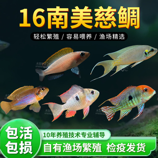 慈鲷集锦三湖慈鲷系列鱼缸观赏鱼水族热带鱼冷水淡水新手好养短鲷