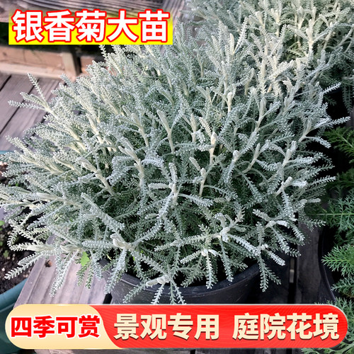 银香菊盆栽苗耐寒耐热多年生宿根花卉庭院花园花镜植物耐热耐寒好