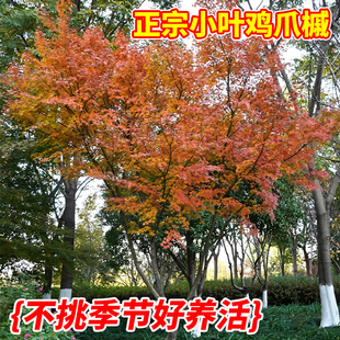 正宗小叶鸡爪槭树工程绿化苗木室外庭院行道树多年生绿植观赏盆栽