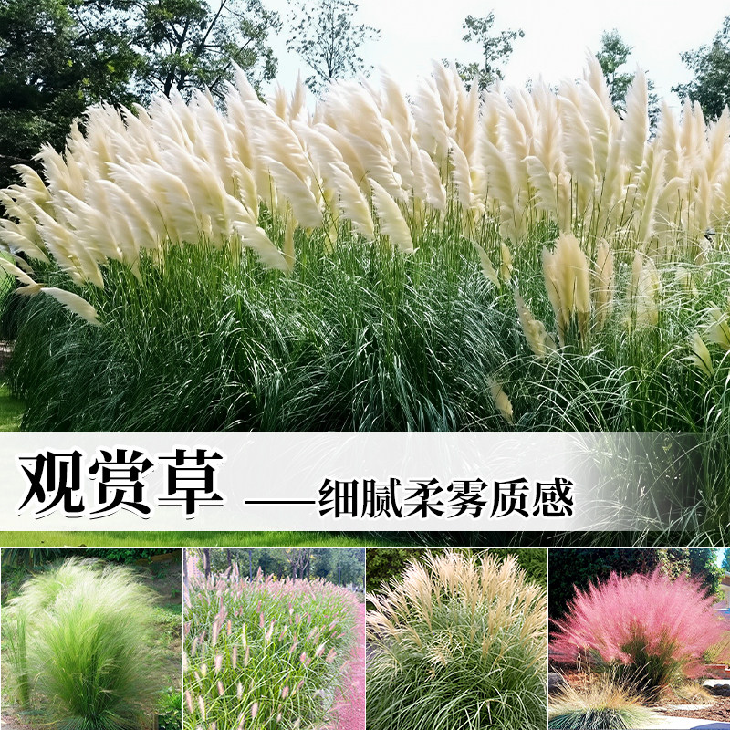 粉黛乱子草细叶芒草盆栽组合庭院花海景观植物耐寒耐热狼尾草蒲苇