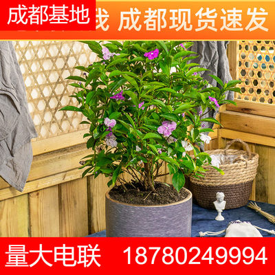 茉莉花盆栽苗浓香型花卉四季好养