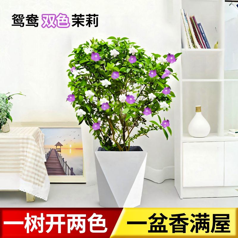 双色茉莉花盆栽室内外阳台庭院四季好养鸳鸯茉莉观花植物净化空气
