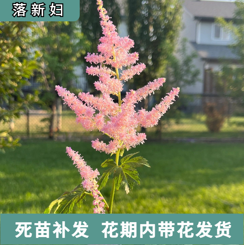 进口落新妇大苗盆栽耐阴耐寒植物庭院室外络新妇花苗阴生花镜绿植 鲜花速递/花卉仿真/绿植园艺 绿植 原图主图