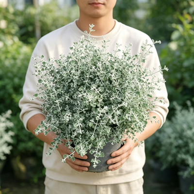 银叶仓鼠盆栽大苗庭院花园多年生灌木蓝花玉芙蓉绿植观叶花镜植物
