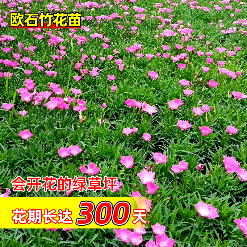 欧石竹花苗盆栽开花草坪耐寒耐旱庭院绿化耐热常绿多年生宿根花卉