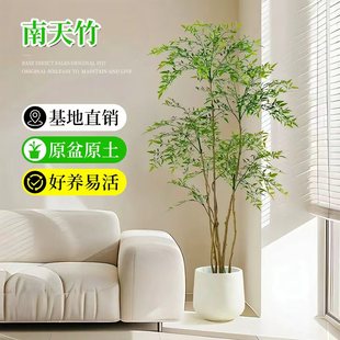 南天竹真树盆栽客厅大型高级感绿植造型老桩办公室内四季好养植物