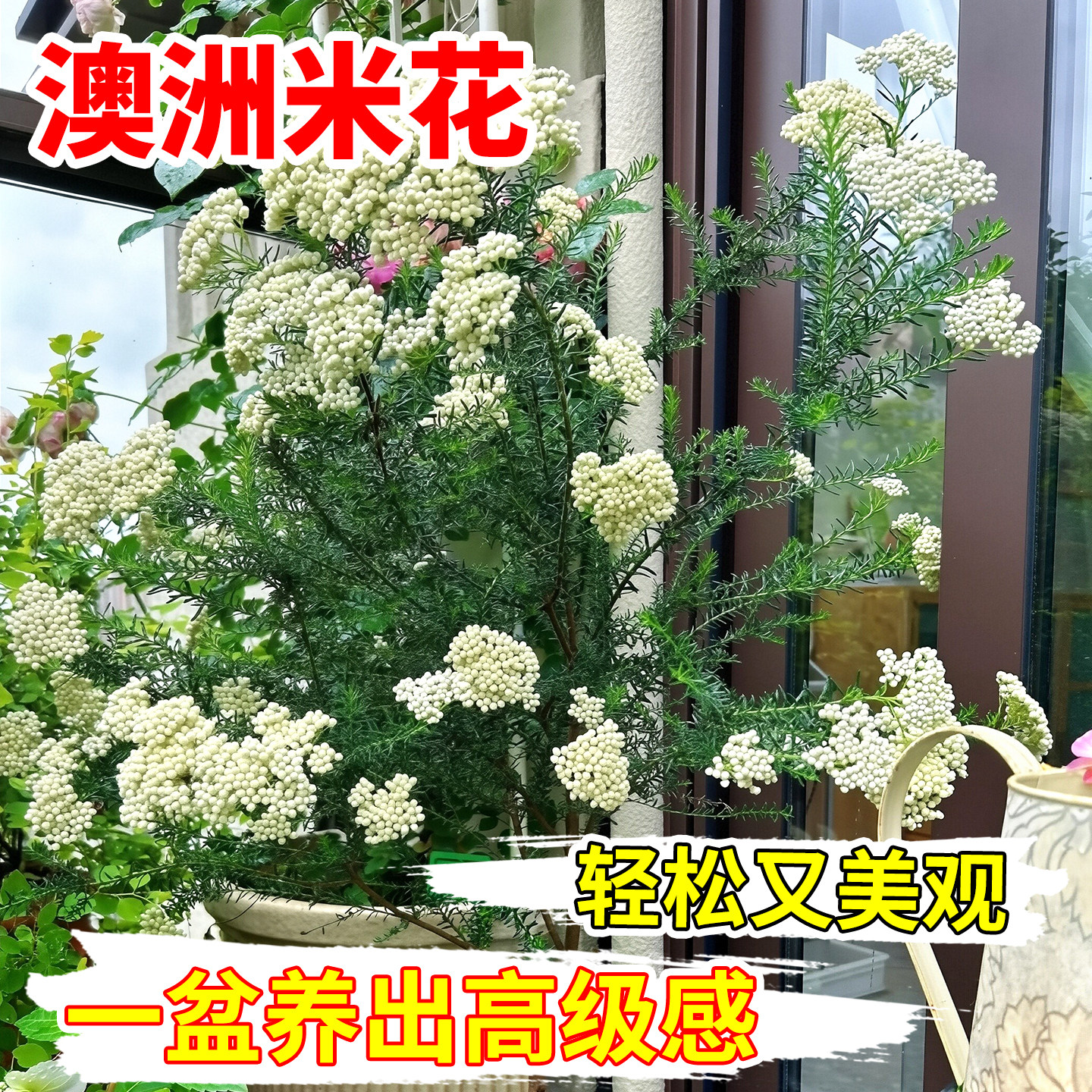 澳洲米花浓香型花卉植物盆栽苗庭院室内外观赏好养阳台美观高级感