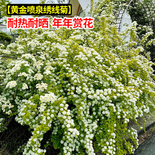 黄金喷泉绣线菊盆栽好养花树苗庭院阳台花卉好养开花耐寒耐热植物