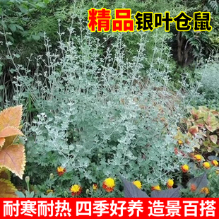 银叶仓鼠盆栽大苗庭院花园多年生灌木蓝花玉芙蓉绿植观叶花镜植物