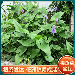梭鱼草盆栽好养花苗好养易活多年生根系发达庭院水生绿化造景植物