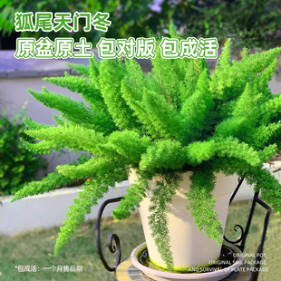 狐尾天门冬盆栽花园室外植物四季常青九尾天门冬多年生观叶绿植