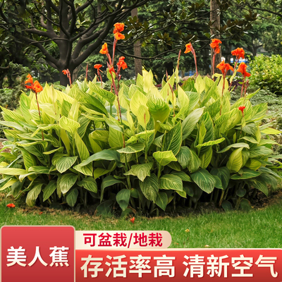 【庭院花王】美人蕉红艳蕉大花美人蕉耐热宿根庭院阳台观赏花卉苗