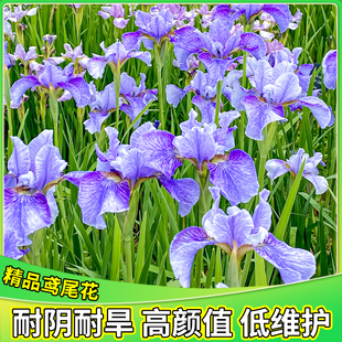 鸢尾花苗盆栽庭院花园植物耐寒耐热易养护绿化多年生四季常青绿植