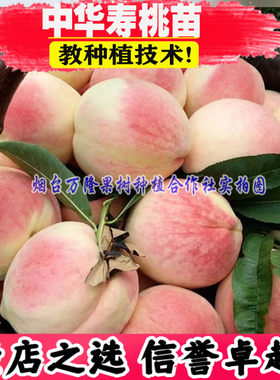 嫁接苗中华寿桃成品果树晚熟