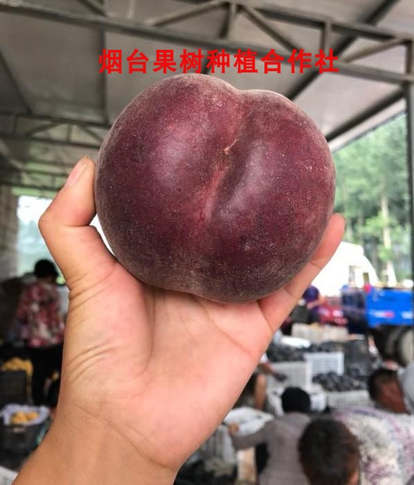 桃树嫁接苗新品种中华黑桃王黑桃皇后桃子树果树 果苗南北方种植