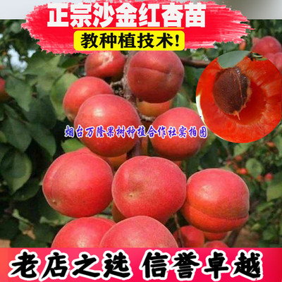 （壮苗）山东基地正宗沙金红杏苗