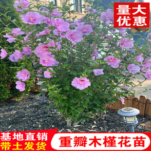 木槿树苗木槿花重瓣木槿庭院绿化工程篱笆围墙花苗当年开花