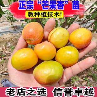 杏树果苗嫁接芒果杏树苗特大胡安娜杏子苗树庭院盆栽地栽红油杏苗