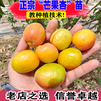 杏树果苗嫁接芒果杏树苗特大胡安娜杏子苗树庭院盆栽地栽红油杏苗