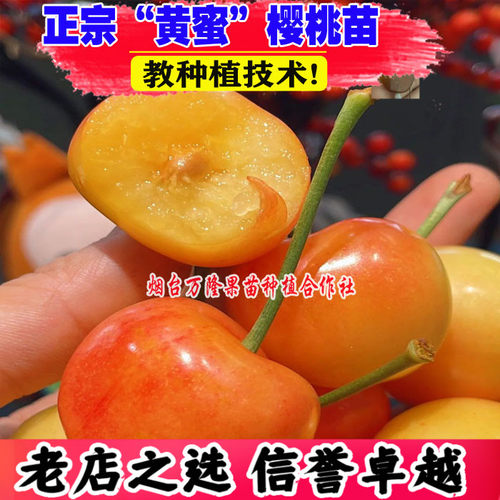 正宗烟台黄蜜大樱桃树苗车厘子苗