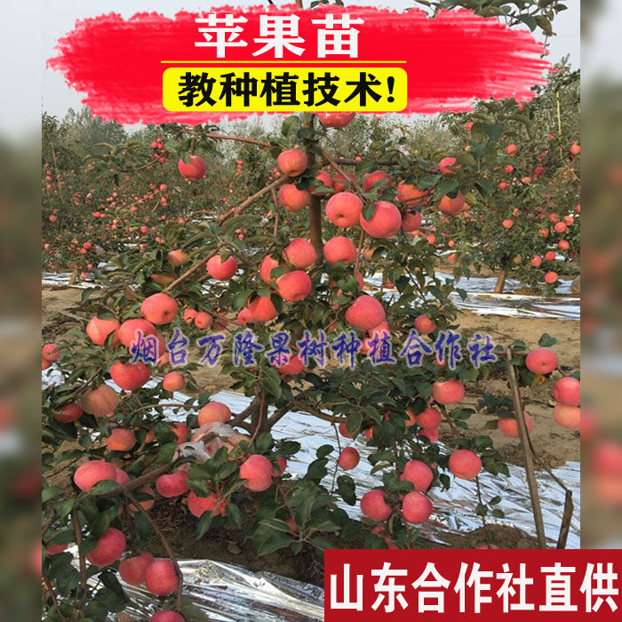 新品种嫁接苹果树苗红富士特大冰糖心红肉南北方种植地栽当年结果