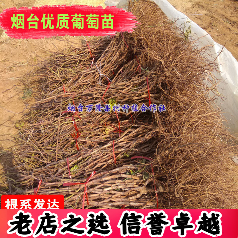 甜蜜蓝宝石葡萄苗阳光玫瑰户太