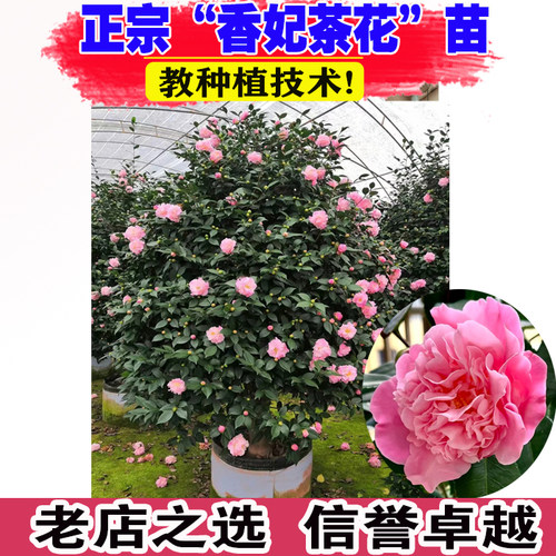 (壮苗）山东基地茶花树苗院耐寒