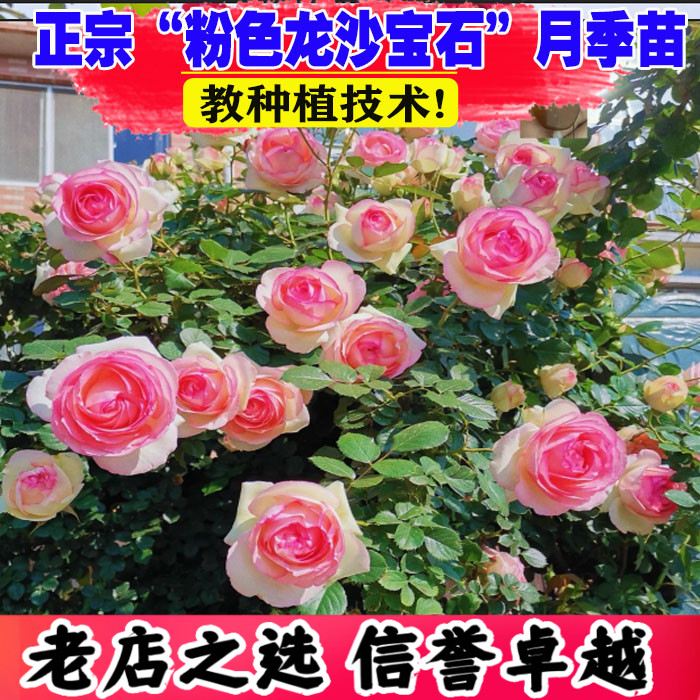 粉色龙沙宝石藤本月季大花浓香