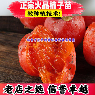 正宗陕西临潼火晶柿子树苗嫁接水晶软柿子南方北方种植当年结果